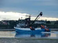 Purse-Seiner zu verkaufen