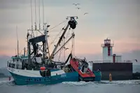 Purse-Seiner zu verkaufen