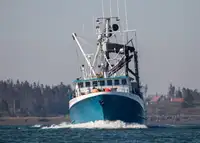 Purse-Seiner zu verkaufen