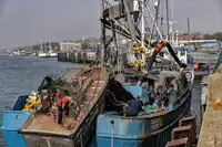 Purse-Seiner zu verkaufen