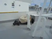 Patrouillenboot zu verkaufen