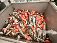 Trawler zu verkaufen