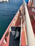 Schleppboot zu verkaufen