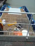 Schleppboot zu verkaufen