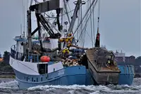 Purse-Seiner zu verkaufen