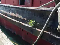 Schleppboot zu verkaufen