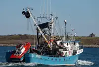 Purse-Seiner zu verkaufen