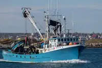 Purse-Seiner zu verkaufen