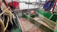 Lebendfischtransporter zu verkaufen