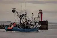 Purse-Seiner zu verkaufen