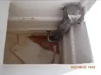 Purse-Seiner zu verkaufen