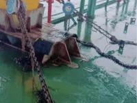Barges zu verkaufen