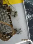 Kühlschiff zu verkaufen