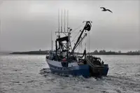 Purse-Seiner zu verkaufen