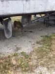 Tauchunterstützungsschiff zu verkaufen