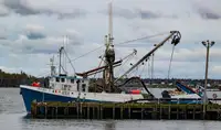 Purse-Seiner zu verkaufen