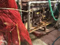 Trawler zu verkaufen
