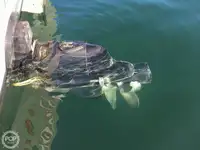Trawler zu verkaufen