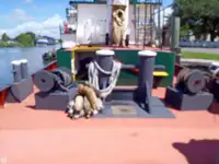 Schleppboot zu verkaufen