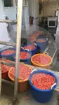 Beam-Trawler zu verkaufen