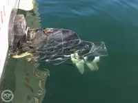 Trawler zu verkaufen