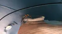 Schleppboot zu verkaufen