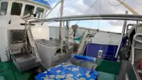Beam-Trawler zu verkaufen