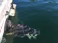 Trawler zu verkaufen