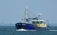 Beam-Trawler zu verkaufen