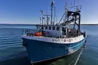 Purse-Seiner zu verkaufen