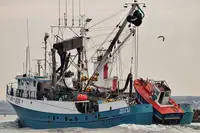 Wadenfänger zu verkaufen